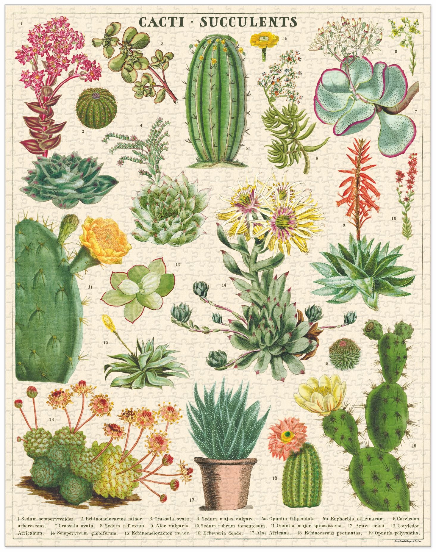 Cacti & Succulents Cavallini Puzzle 1000 Teile
