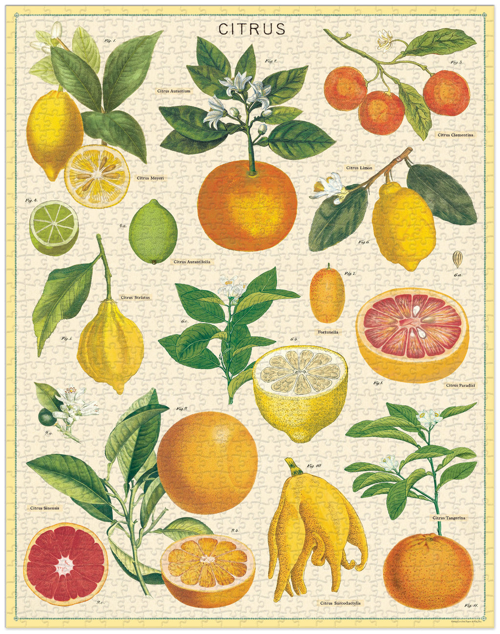 Citrus 
Cavalliine Puzzle 1000 Teile