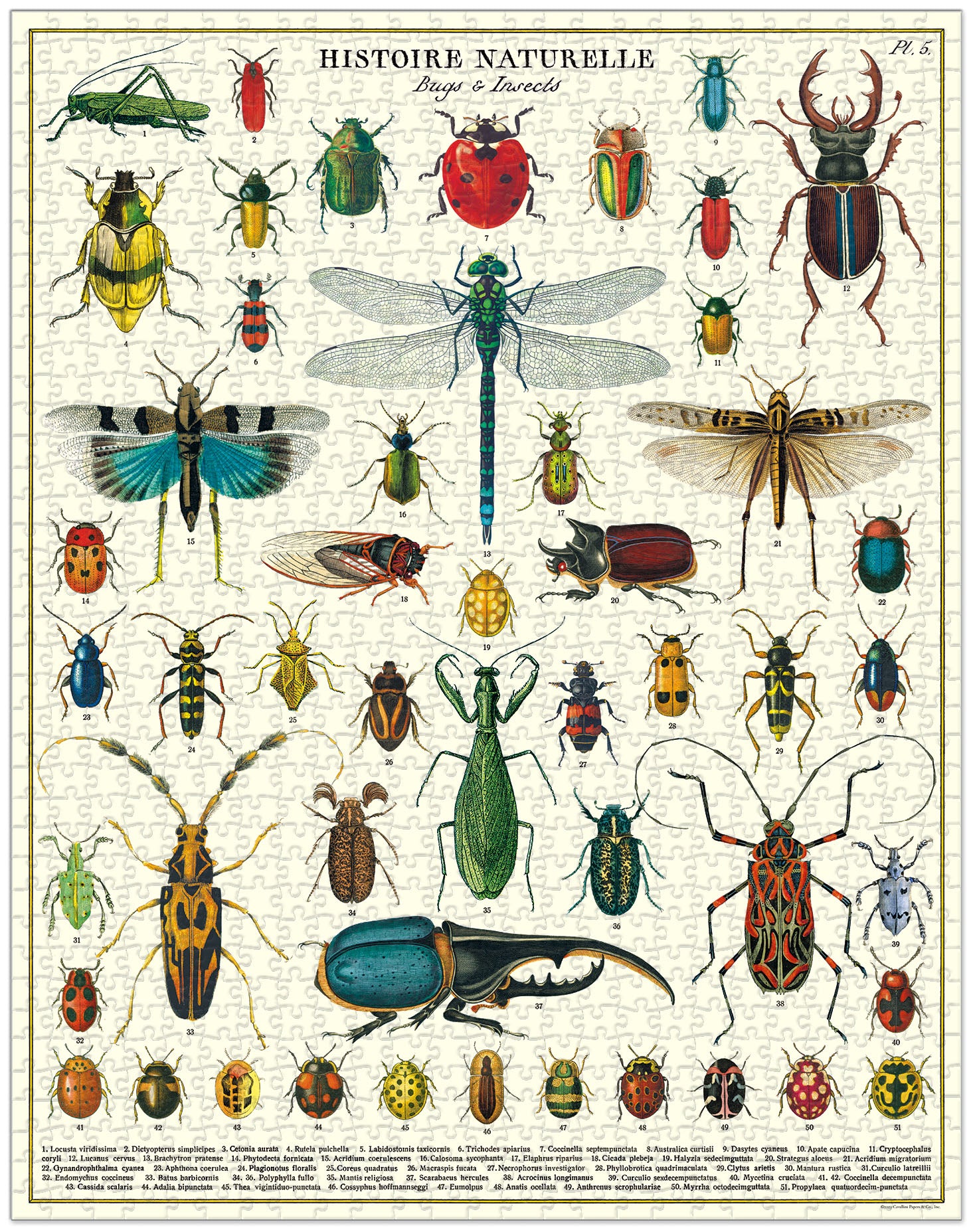 Bugs and Insects 
Cavallini Puzzle 1000 Teile